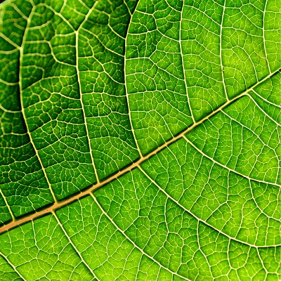Veins in a leaf looking like Voronoi cells.
